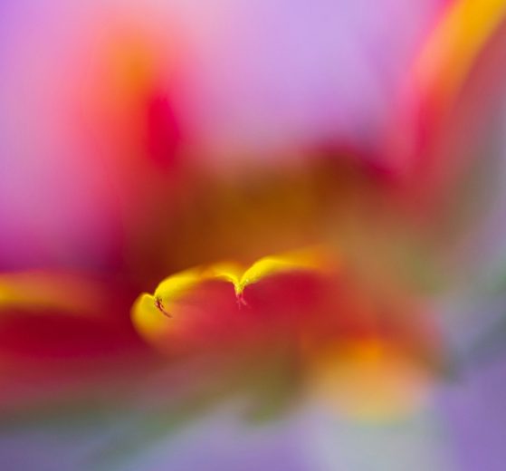Tips voor macrofotografie