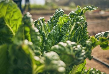 duurzame bedrijfskracht